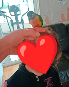 Hand reared Green Cheek Conure 