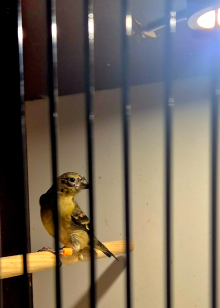 YELLOW BELLY SISKINS.