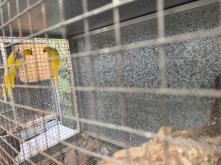 Pair of lutino ringnecks