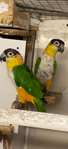 B H Caique pairs