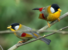Silver eared mesia 