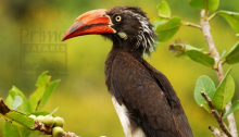 Lonely Crowned Hornbill Cock 