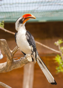 Von der Deckens hornbill 