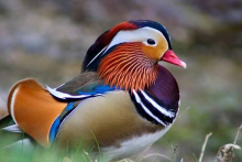 Pheasants for sale 
