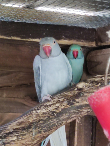 Ringneck