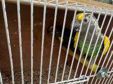Proven meyers parrots for sale