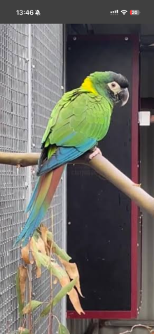 1.1 Yellow Collared Macaws for sale