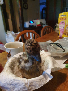Emu Chick