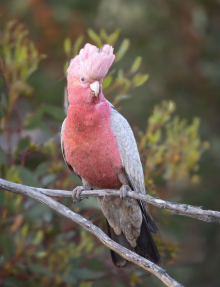 Galah hen