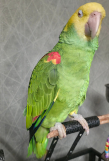 Double yellow headed amazon cites