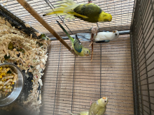 Birds for sale