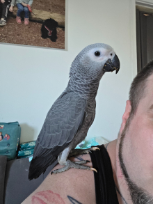 15 week old african grey