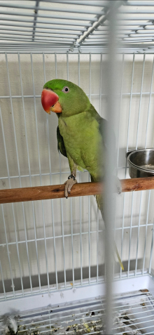 Green split blue alexandrine male