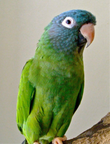 Blue crowned conure
