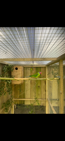 Parakeets for sale 