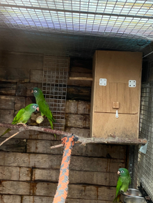 BLUE CROWNED CONURES WANTED