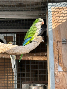 Quaker parrot 