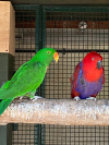 IMG-20260527-WA0003