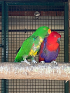 IMG-20260527-WA0005