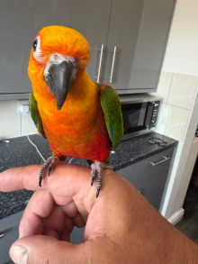 Jenday conure Silly tame 