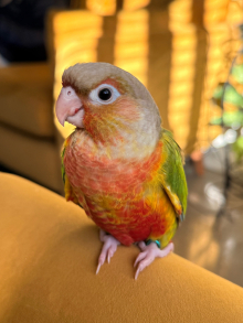 Hand reared Green Cheek Conures 
