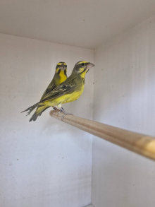 Green singing finch / Gouldians
