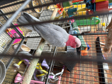 galah Cockatoo