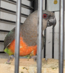 Parakeet n parrots doves 