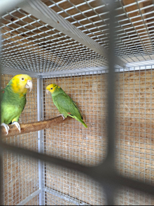 Double Yellow Headed Amazon Pair