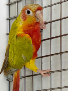Dominant Red Green Cheek Conures