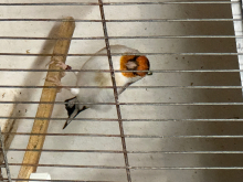 Siberian goldfinch 