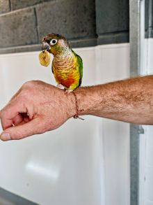 Hand reared Green Cheek Conure 