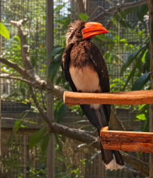 Crowned Hornbill 