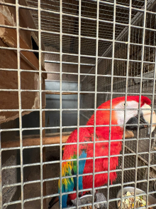 Scarlet Macaw 