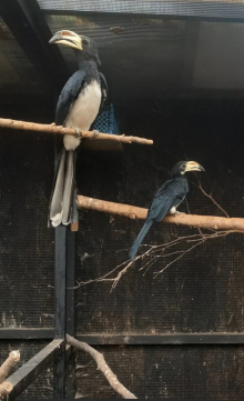 West African pied hornbill 