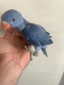 Hand Reared Baby Indian Ringneck Parrots