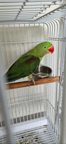 Green split blue alexandrine male