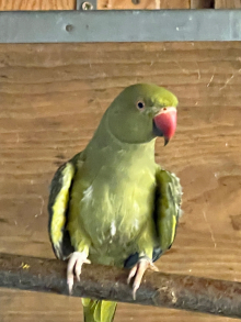Ringneck 
