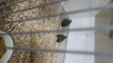 Forbes parrot finch 