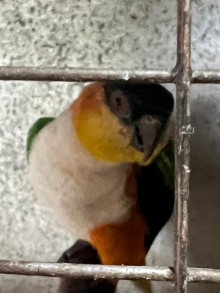 Black headed caiques 