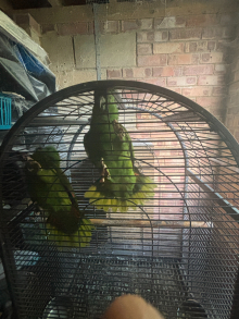 Proven Yellow Naped Amazon Breeding Pair