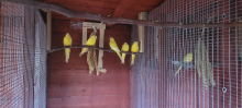 Lutino  eligant  cocks for sale 