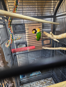 Pair of caiques both close rung and dna 
