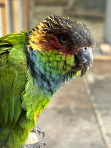 Proven pair of blue throated conures