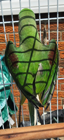Green split blue alexandrine male