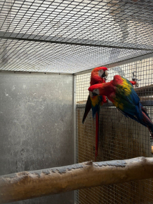 Scarlet Macaw 