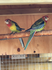 Gold Mantle Rosellas